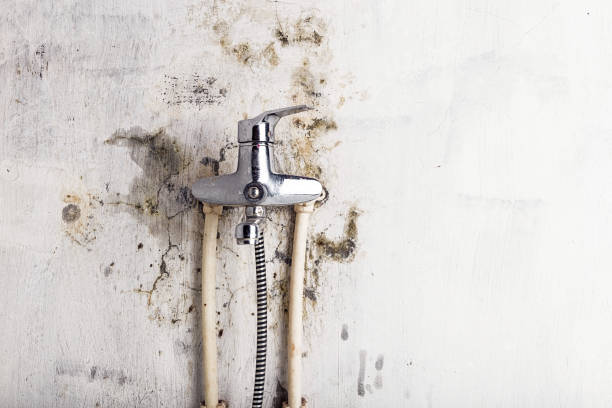 Mold Testing and Removal in Shongopovi, AZ