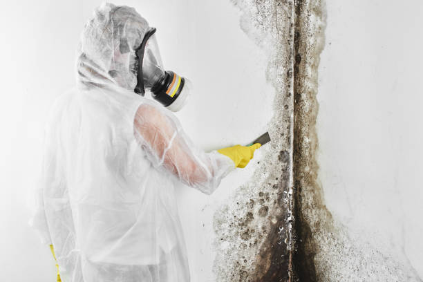 Best Toxic Mold Removal  in Shongopovi, AZ