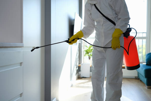 Best Attic Mold Removal  in Shongopovi, AZ