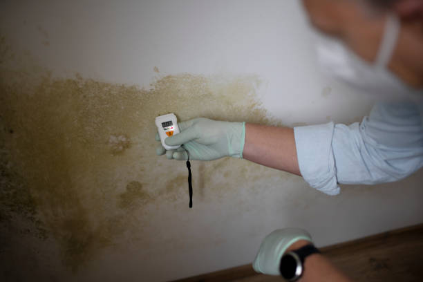 Best Black Mold Removal  in Shongopovi, AZ