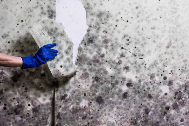 Best Fast Mold Removal  in Shongopovi, AZ
