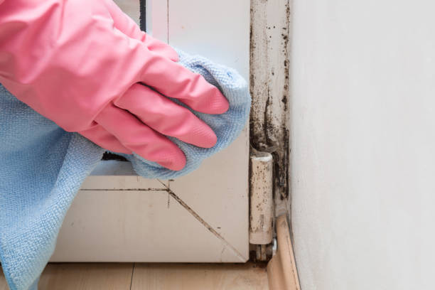 Best Crawl Space Mold Removal  in Shongopovi, AZ