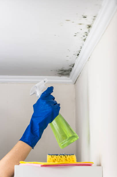 Best Residential Mold Removal  in Shongopovi, AZ